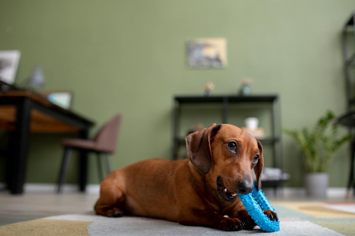 prosegur-alarms-cámaras-de-seguridad-para-mascota-en-casa